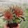 Sempervivum Purple Dancer (dw)