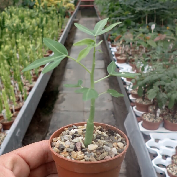 Adenia venenata