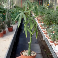 Adenia venenata