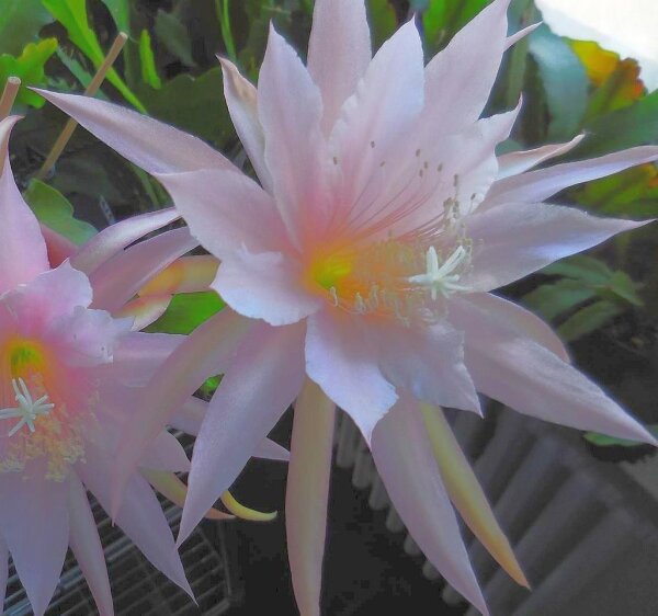 Epiphyllum-Hybr. Isorno