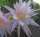 Epiphyllum-Hybr. Isorno