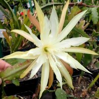 Epiphyllum-Hybr. Gresso