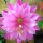 Epiphyllum-Hybr. Elia Balzio