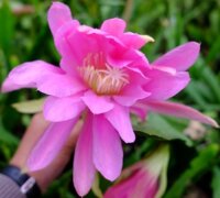 Epiphyllum-Hybr. Rosa Königin