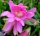 Epiphyllum-Hybr. Rosa Königin