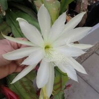 Epiphyllum-Hybr. Vergeletto