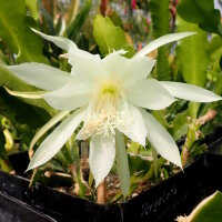 Epiphyllum-Hybr. Vergeletto