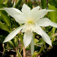 Epiphyllum-Hybr. Vergeletto