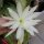 Epiphyllum-Hybr. Vergeletto