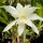 Epiphyllum-Hybr. Vergeletto