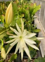 Epiphyllum-Hybr. Zandone