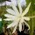 Epiphyllum-Hybr. Zandone