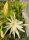 Epiphyllum-Hybr. Zandone