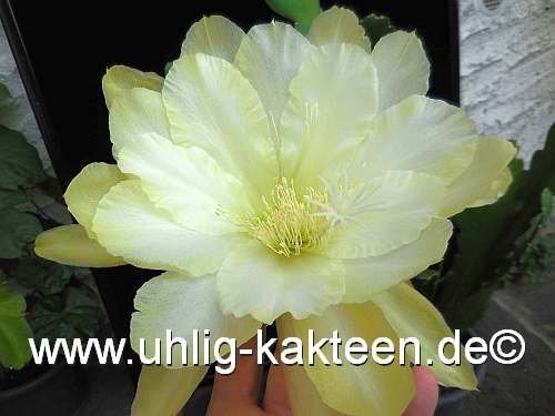 Epiphyllum-Hybr. Ju Young