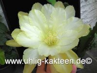 Epiphyllum-Hybr. Ju Young