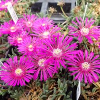 Delosperma cv. Tiffendell KG (dw)