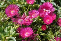 Delosperma cv. Tiffendell KG (dw)