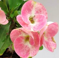 Euphorbia milii Grandiflora-Thai-Hybr. Tropic Crown