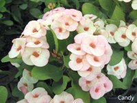 Euphorbia milii Grandiflora-Thai-Hybr. Candy