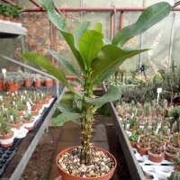 Euphorbia milii Grandiflora-Thai-Hybr. Candy
