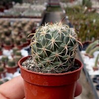 Coryphantha tripugionacantha PP 1012