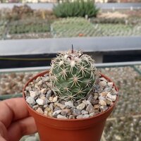 Coryphantha tripugionacantha PP 1012