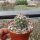 Coryphantha tripugionacantha PP 1012