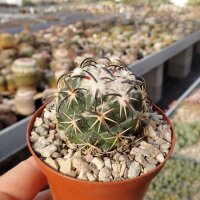 Coryphantha tripugionacantha MMR 064