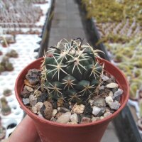Coryphantha tripugionacantha MMR 064