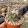 Coryphantha tripugionacantha MMR 064