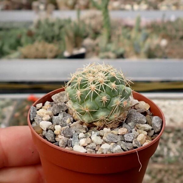 Coryphantha kracikii KKR 339
