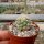 Coryphantha kracikii KKR 339