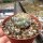 Coryphantha kracikii KKR 339