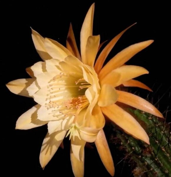 Hildewintera aureispina-Hybr. Humkes Honeymouth