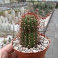 Hildewintera aureispina-Hybr. Humkes Honeymouth