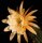 Hildewintera aureispina-Hybr. Humkes Honeymouth