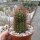 Hildewintera aureispina-Hybr. Humkes Honeymouth