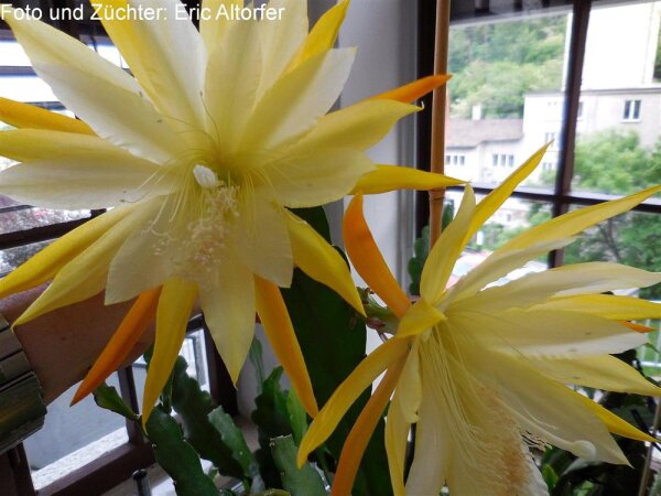 Epiphyllum-Hybr. Loco