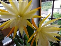 Epiphyllum-Hybr. Loco