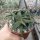 Aloe castillonae