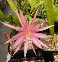 Epiphyllum-Hybr. Cool
