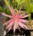 Epiphyllum-Hybr. Cool