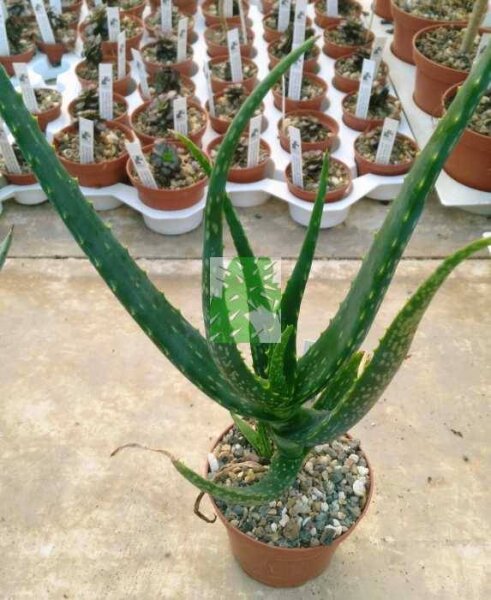 Aloe cameronii var. cameronii