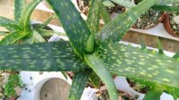 Aloe cameronii var. cameronii