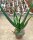 Aloe cameronii var. cameronii
