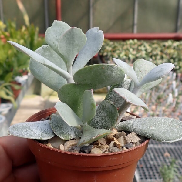 Cotyledon orbiculata cv. Powder White
