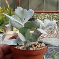 Cotyledon orbiculata cv. Powder White