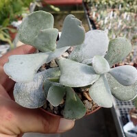Cotyledon orbiculata cv. Powder White