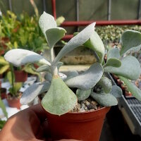 Cotyledon orbiculata cv. Powder White
