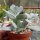 Cotyledon orbiculata cv. Powder White